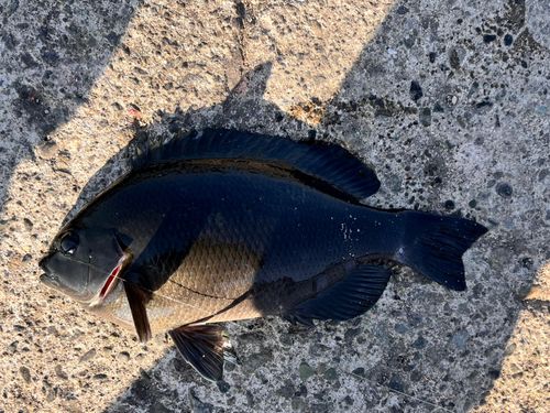 メジナの釣果