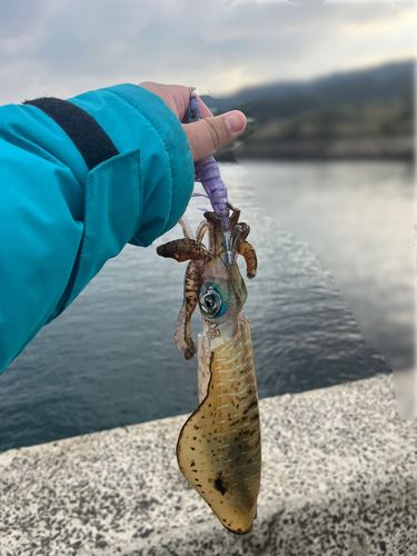 アオリイカの釣果