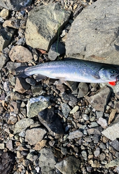 レインボートラウトの釣果