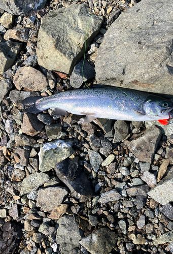 レインボートラウトの釣果