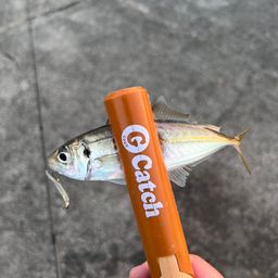 アジ