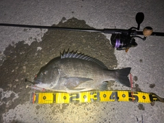 クロダイの釣果
