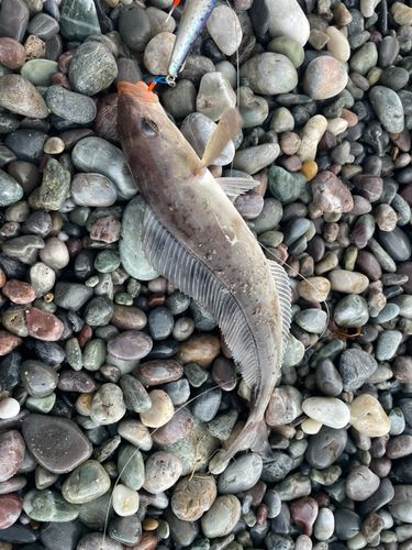 ホッケの釣果