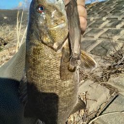 スモールマウスバス