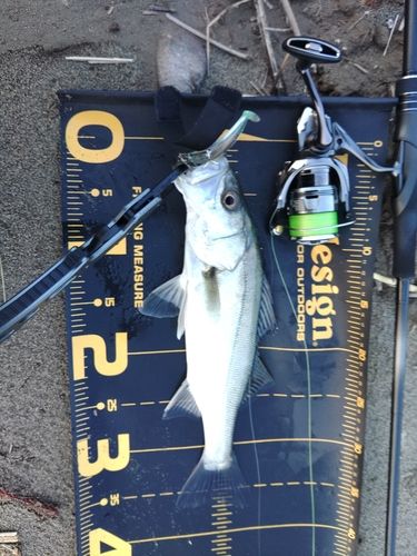 セイゴ（マルスズキ）の釣果