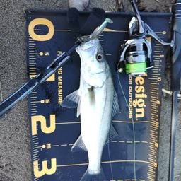 セイゴ（マルスズキ）