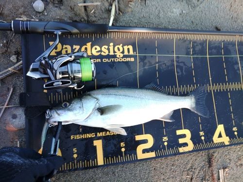 セイゴ（マルスズキ）の釣果