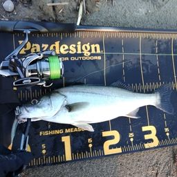 セイゴ（マルスズキ）