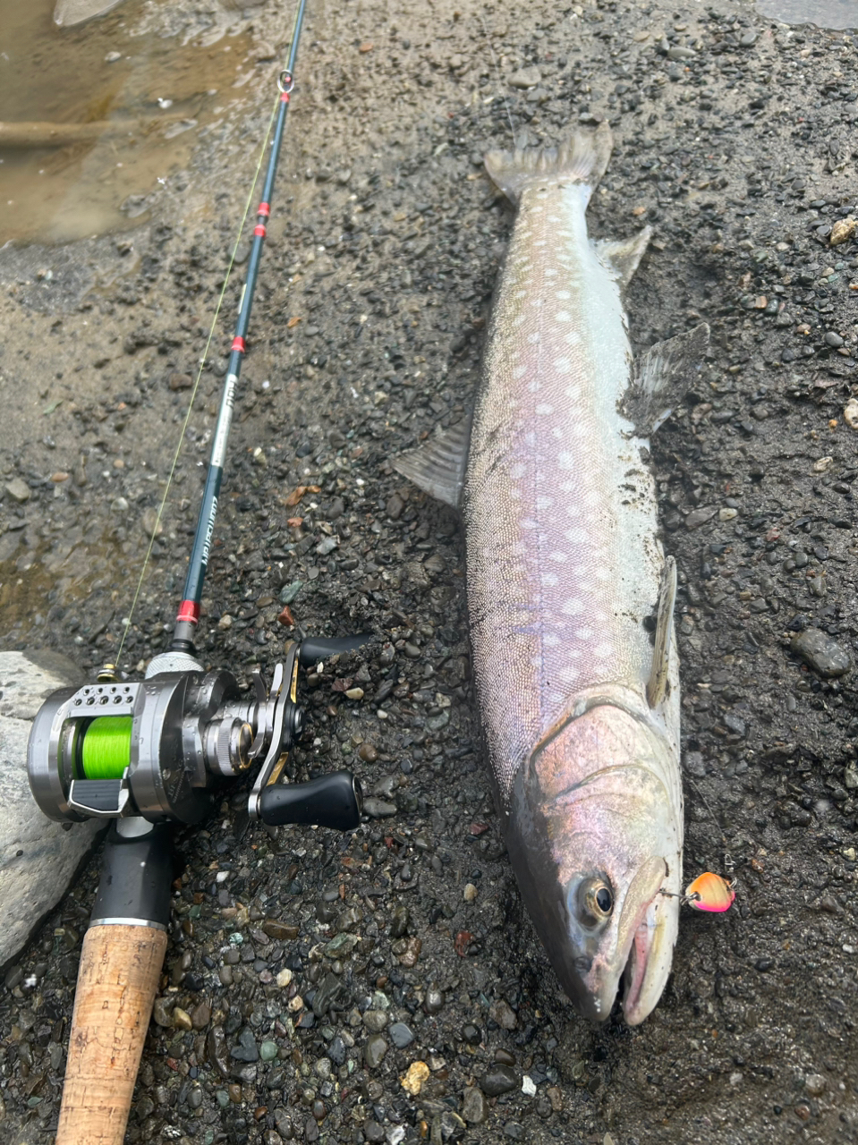AbuGarcia ズームサファリ ZMSC-565Lの最安値・インプレ・釣果