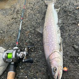 アメマス