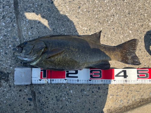 スモールマウスバスの釣果
