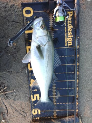 セイゴ（マルスズキ）の釣果