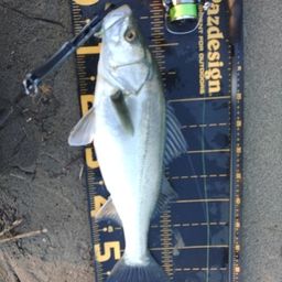 セイゴ（マルスズキ）