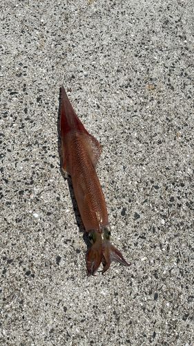 ケンサキイカの釣果