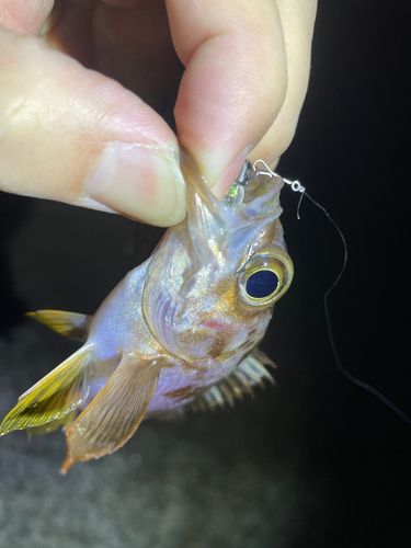 メバルの釣果