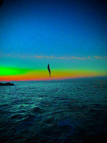 ヤリイカの釣果