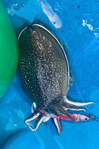 モンゴウイカの釣果