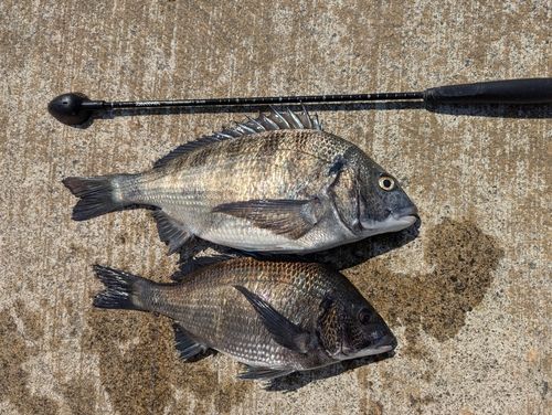 クロダイの釣果