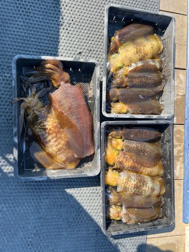 アオリイカの釣果