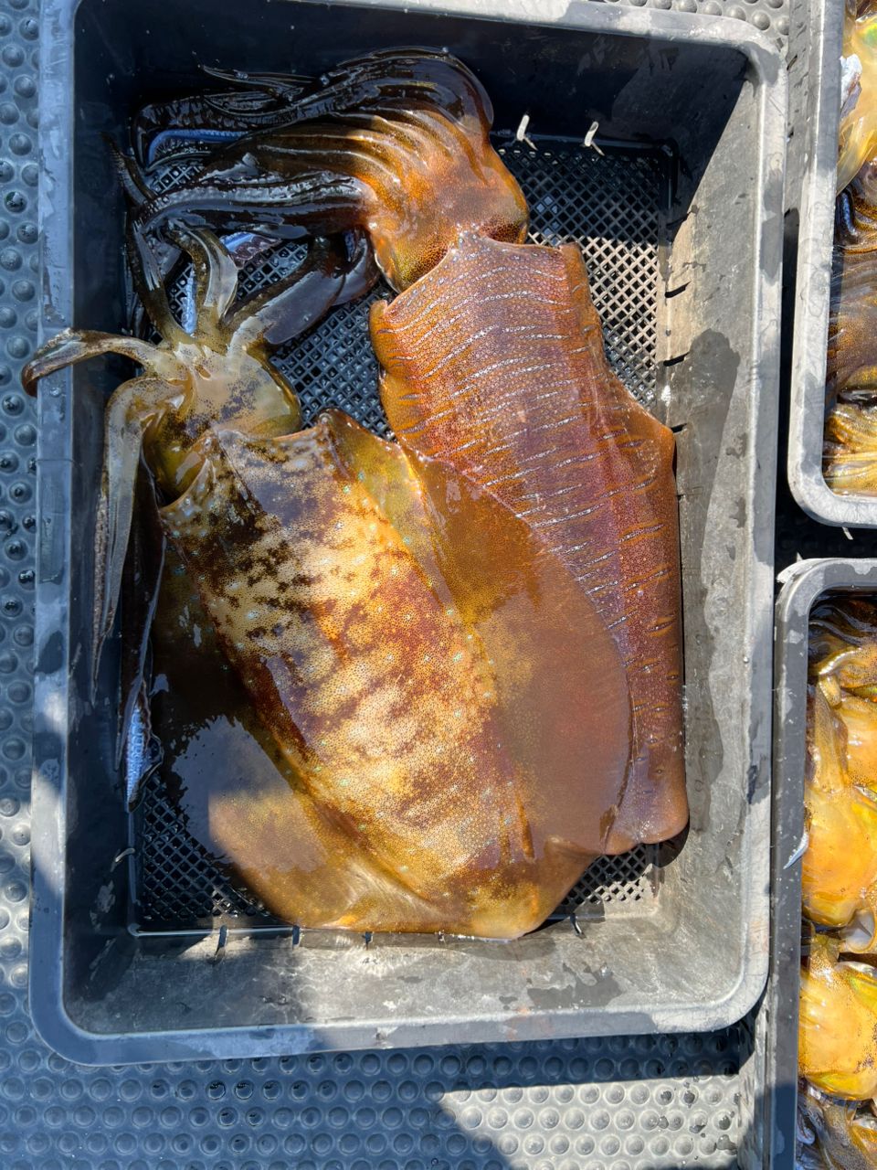 やす平さんの釣果 2枚目の画像