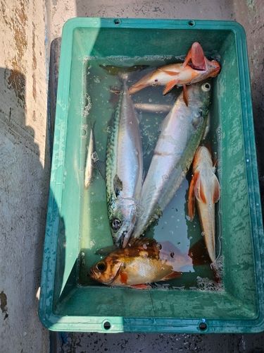サバの釣果