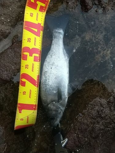 ヒラスズキの釣果