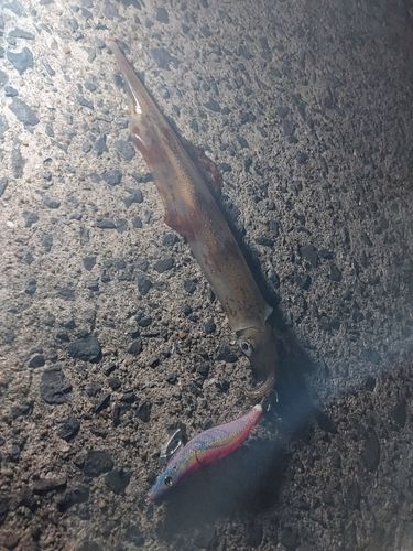 ヤリイカの釣果