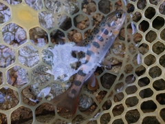 ヤマメの釣果