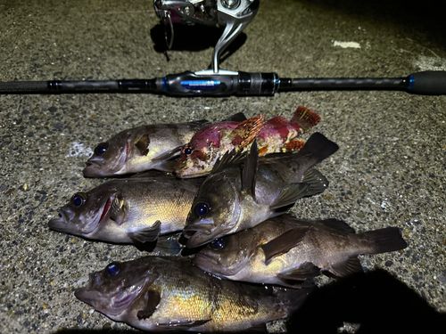 メバルの釣果