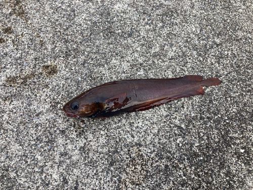 エゾイソアイナメの釣果