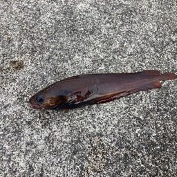 エゾイソアイナメ