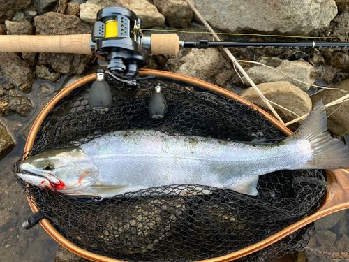 サクラマスの釣果