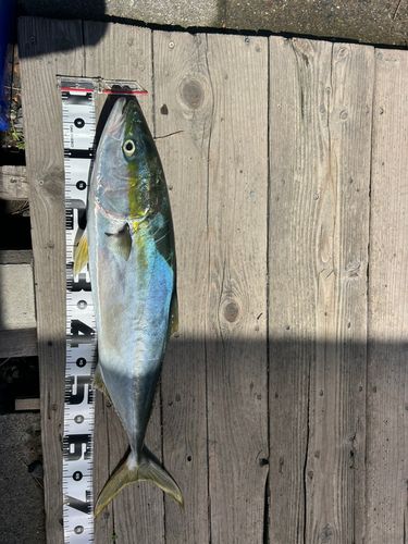 ワラサの釣果