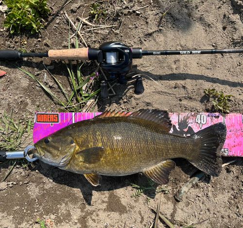 スモールマウスバスの釣果