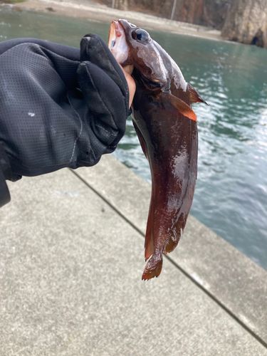 エゾイソアイナメの釣果