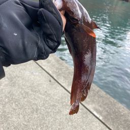 エゾイソアイナメ