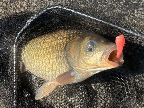 フナの釣果