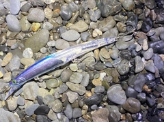 釣果