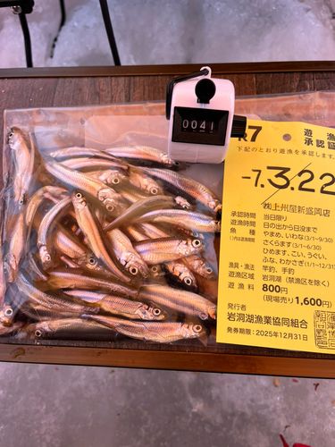 ワカサギの釣果