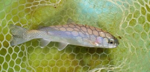 トラウトの釣果