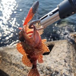 カサゴ
