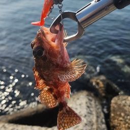 カサゴ