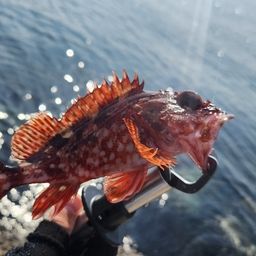 カサゴ