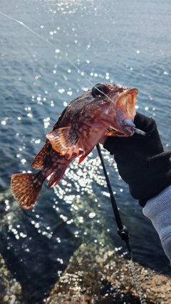 カサゴの釣果