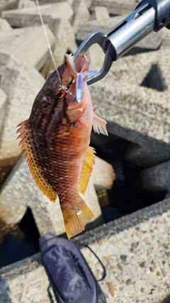 アカササノハベラの釣果
