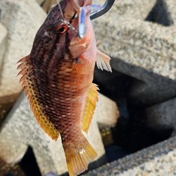 アカササノハベラ