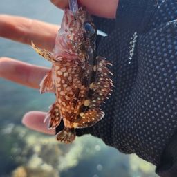 カサゴ