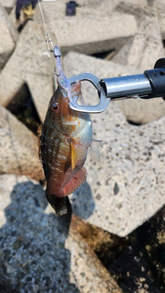 ホシササノハベラの釣果