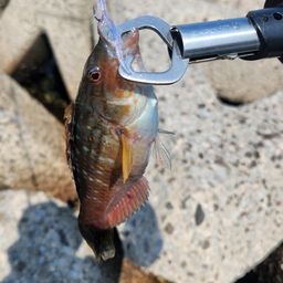 ホシササノハベラ