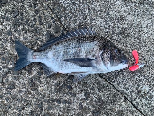 チヌの釣果